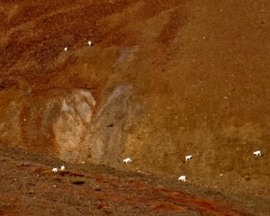Dall-sheep-on-Polychrome-Mountain Dall-sheep-on-Polychrome-Mountain