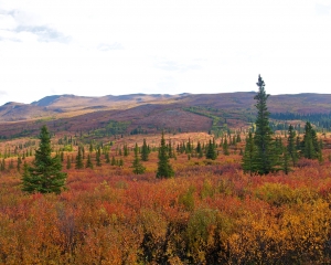 Denali-Fall-Foliage-Taiga-_1_