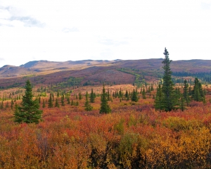 Denali-Fall-Foliage-Taiga-_1_ Denali-Fall-Foliage-Taiga-_1_