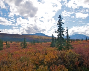 Denali-Fall-Foliage-Taiga-_2_