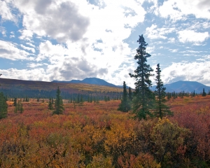 Denali-Fall-Foliage-Taiga-_2_ Denali-Fall-Foliage-Taiga-_2_