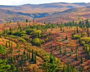 Denali-Fall-Foliage-Taiga