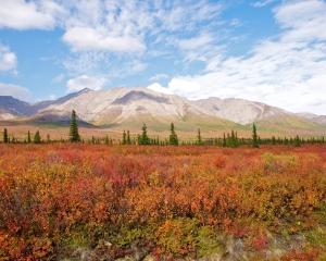 Denali-Taiga-in-Autumn-_1_ Denali-Taiga-in-Autumn-_1_