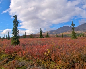Denali-Taiga-in-Autumn-_2_ Denali-Taiga-in-Autumn-_2_