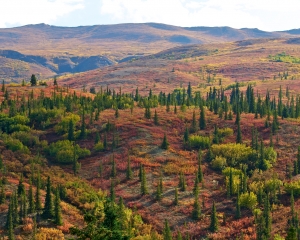 Denali-Taiga-in-Autumn Denali-Taiga-in-Autumn
