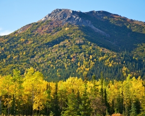 Golden-shades-of-the-Aspen-in-the-fall Golden-shades-of-the-Aspen-in-the-fall