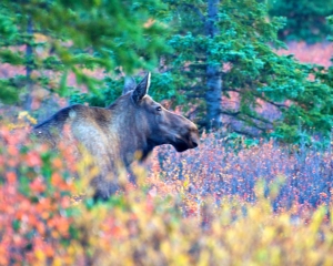 Moose-_1_ Moose-_1_