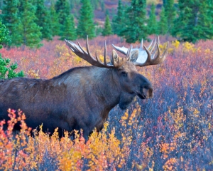 Moose-_2_ Moose-_2_