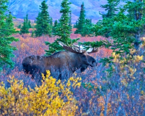 Moose-_3_ Moose-_3_