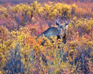 Moose Moose