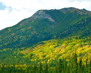 Spruce-and-Aspens-in-the-fall