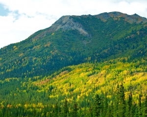 Spruce-and-Aspens-in-the-fall Spruce-and-Aspens-in-the-fall