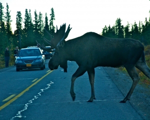 Yes_-he-stops-traffic Yes_-he-stops-traffic