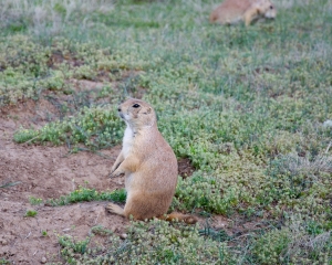 Prairie Dog