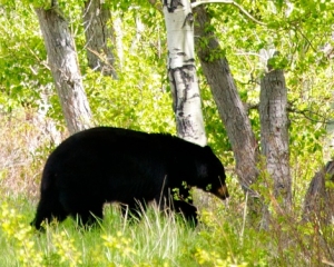 Black-Bear