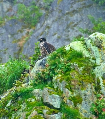 Bald-Eagle-Eaglette Bald-Eagle-Eaglette