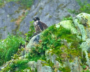 Bald-Eagle-Eaglette
