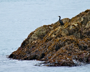 Cormorant