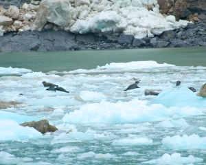 Harbor-Seals-on-ice-just-calved-off-from-Nortwestern-Glacier-_2_