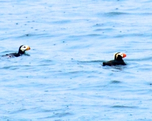 Horned-Puffin-_left_-and-Tufted-Puffin-_right_
