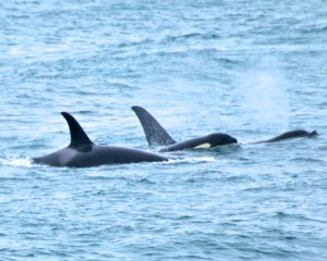 Orcas-or-Killer-Whales