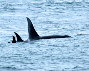 Orcas