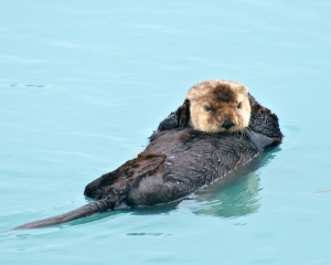 Sea-Otter-_1_