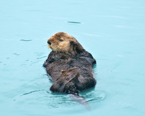 Sea-Otter-_2_