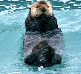 Sea-Otter