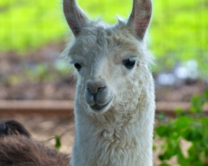 Llama