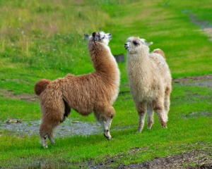 Llamas