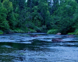 Swanson-River