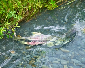 Spawning-Chum-Salmon