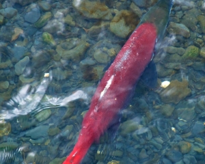 Spawning-Red-Salmon