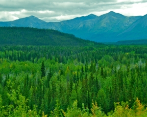 Chugach-National-Forest-_1_