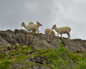 Dall-Sheep