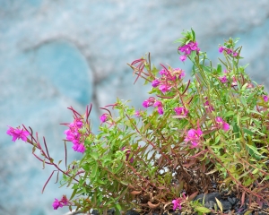 Wildflowers-at-Exit-Glacier