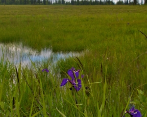 Slough-with-Wild-Iris