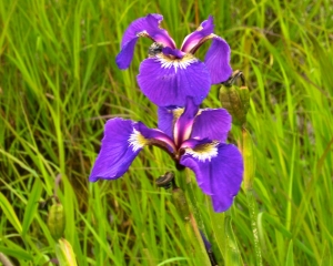 Wild-Iris