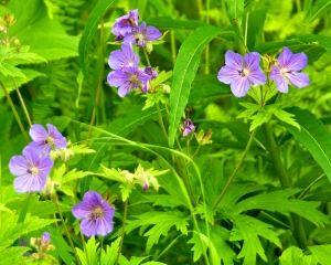 Wildflowers