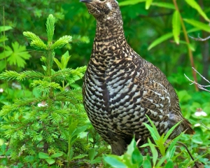 Willow-Ptarmigan_-AK_s-state-bird