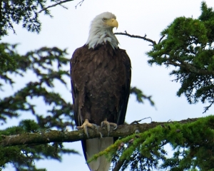 Bald-Eagle-_1_