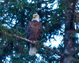 Bald-Eagle