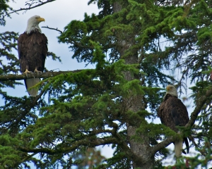 Bald-Eagles