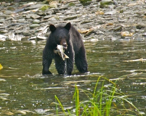 Black-Bear-fishing-for-Silver-Salmon-_1_