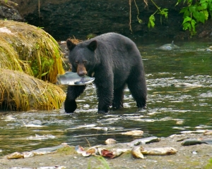 Black-Bear-fishing-for-Silver-Salmon-_2_