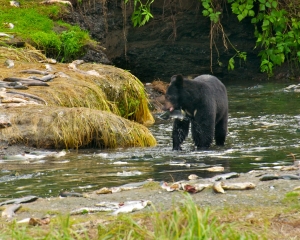 Black-Bear-fishing-for-Silver-Salmon-_3_
