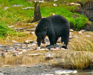 Black-Bear-fishing-for-Silver-Salmon-_4_