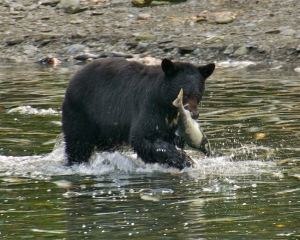 Black-Bear-fishing-for-Silver-Salmon