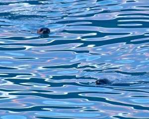 Harbor-Seal-at-dusk